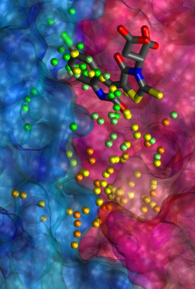 Centers of spheres resulting from binding response calculations on BCL6, overlayed with 79-6 at its X-ray position